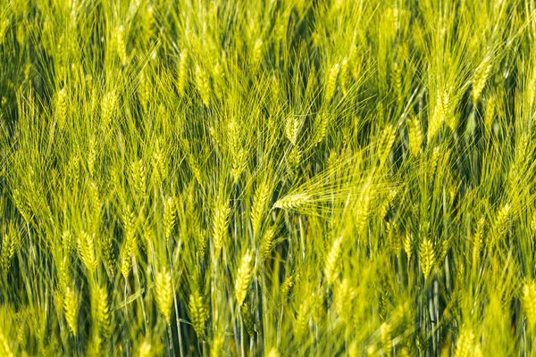 Grönt Vete Åkern Våren Selektivt Fokus Grund Dof Bakgrund Koncept — Stockfoto