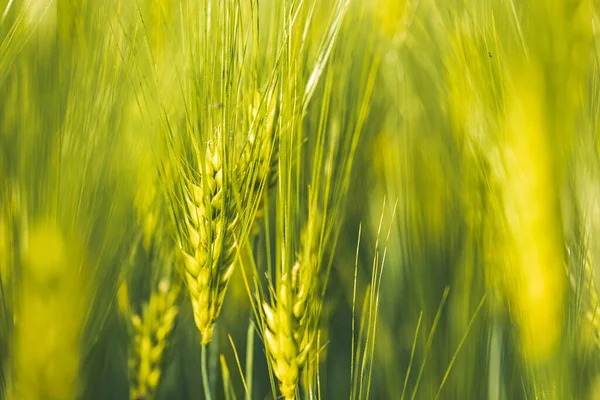 Grönt Vete Åkern Våren Selektivt Fokus Grund Dof Bakgrund Koncept — Stockfoto