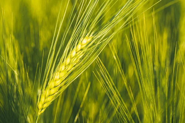 Grönt Vete Åkern Våren Selektivt Fokus Grund Dof Bakgrund Koncept — Stockfoto