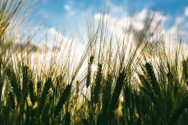 Trigo Verde Campo Primavera Foco Seletivo Fundo Raso Dof Pubescente — Fotografia de Stock