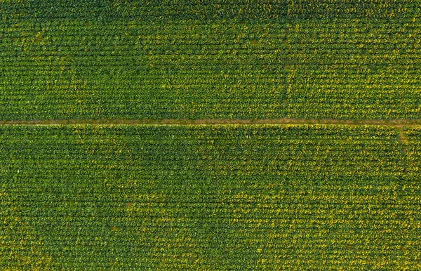 Pôr Sol Sobre Campo Visão Aérea Repolho Cima Agricultura Campo — Fotografia de Stock