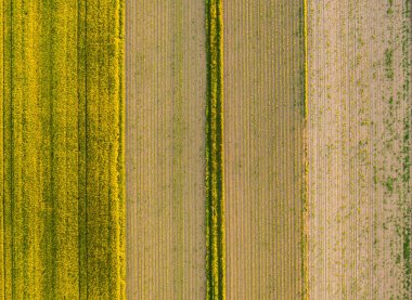 Ekinlerin kırsal alanlarının havadan görünüşü genç mısır bitkileri. Tarım alanı