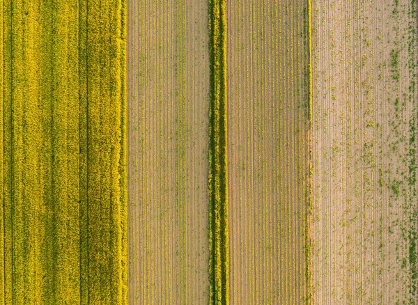 Widok Lotu Ptaka Pola Wiejskie Młodych Roślin Kukurydzy Rolnictwo — Zdjęcie stockowe