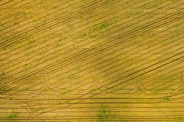 Luchtfoto Van Akkers Van Jonge Maïsplanten Landbouw — Stockfoto