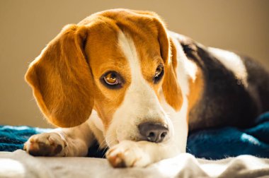 Av köpeği kaşındıran derisini bacağından ısırıyor. Cilt problemi alerji reaksiyonu veya stres reaksiyonu.