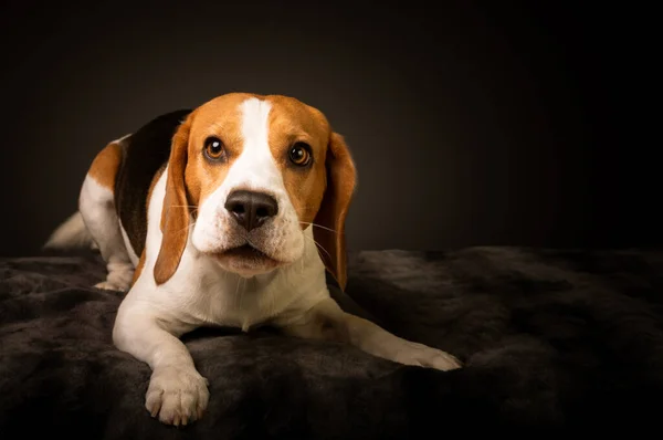 Irritated beagle dog on bed barking demands a treat for posing for photo. Studio shoot on black background with copy space for text on right