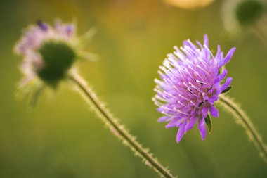 Vahşi menekşe iyon çiçeği gün batımında çayıra geri döndü. Pembe çiçeğe odaklan