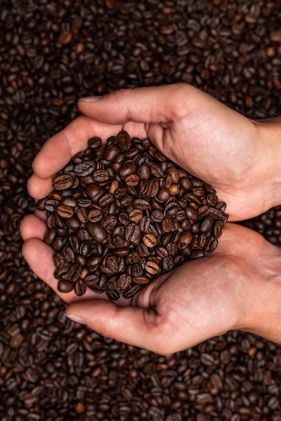 Fresh roasted coffee beans in hands from above. Coffee themed background