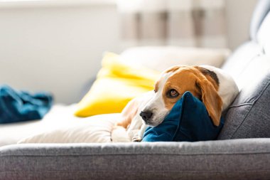 Beagle dog yorgun, rahat bir kanepede uyur. Köpek arkaplan teması