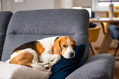 Beagle dog yorgun, rahat bir kanepede uyur. Köpek arkaplan teması