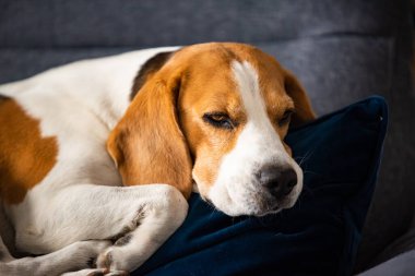 Beagle dog yorgun, rahat bir kanepede uyur. Köpek arkaplan teması
