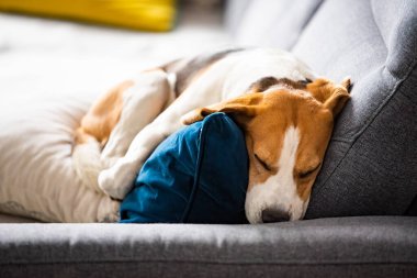 Beagle dog yorgun, rahat bir kanepede uyur. Köpek arkaplan teması