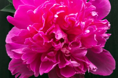 Bahçedeki koyu pembe şakayık çiçekli kafa, doğal ışık. Çiçek arka planı