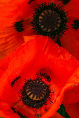 Güzelim, hayat dolu, kocaman gelincik çiçekleri birlikte büyüyor. Ayrıntılara yakın çekim. Bahçe konseptinde haşhaş çiçeği.