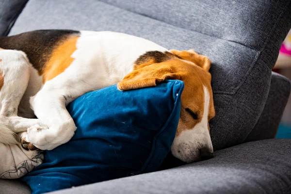 Cão Beagle Cansado Dorme Sofá Aconchegante Posição Fanny Cão Fundo — Fotografia de Stock
