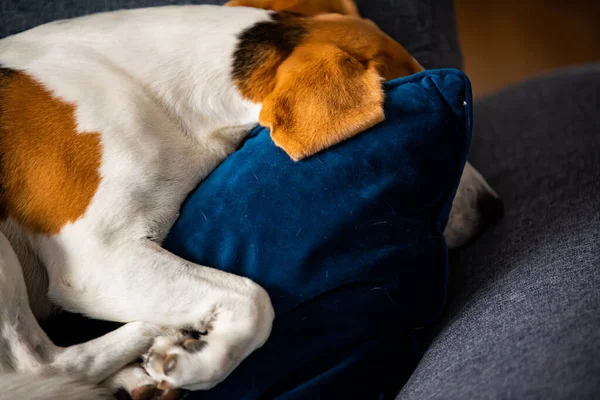 Beagle Kutya Fáradt Alszik Egy Hangulatos Kanapén Punci Pozícióban Kutya — Stock Fotó