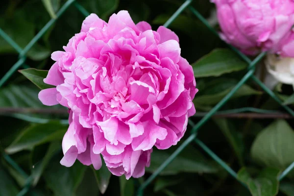Dark Pink Peony Flower Head Garden Natural Light Floral Background — Stock Photo, Image