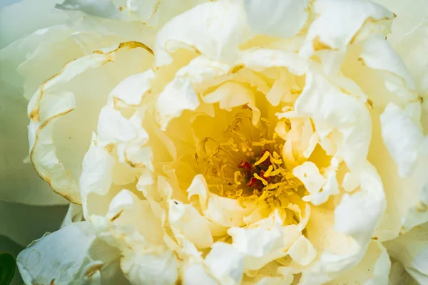 Donkerroze Pioenroos Bloemenkop Tuin Met Geel Accent Bloemen Achtergrond — Stockfoto