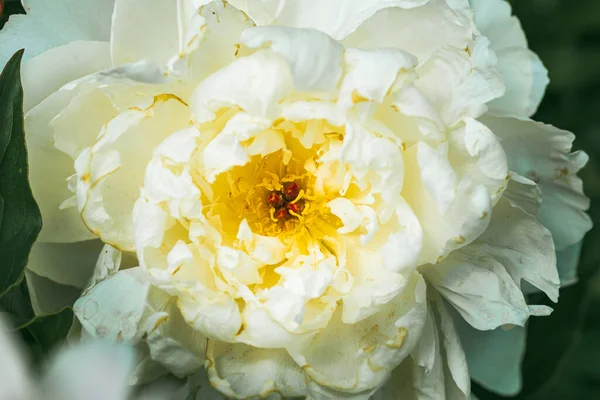 Donkerroze Pioenroos Bloemenkop Tuin Met Geel Accent Bloemen Achtergrond — Stockfoto
