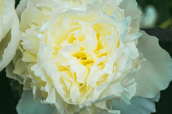 Witte Pioenbloemenkop Tuin Met Geel Accent Bloemen Thema — Stockfoto