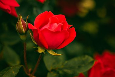 Bahçedeki şubede kırmızı gül. Yeşil arkaplanda gül.