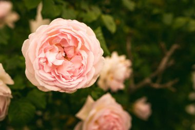 Bahçedeki şubede pembe gül. Yeşil arkaplan üzerine seçici odak Rose.