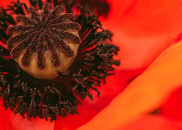 美しい鮮やかな巨大なポピーの花 詳細は終了です 庭の背景にポピーの花 — ストック写真