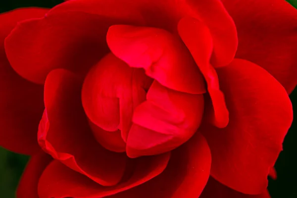 Czerwona Róża Gałęzi Ogrodzie Róża Zielonym Tle — Zdjęcie stockowe