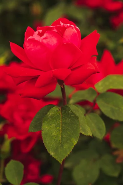 Rosa Roja Rama Jardín Rosa Sobre Fondo Verde — Foto de Stock