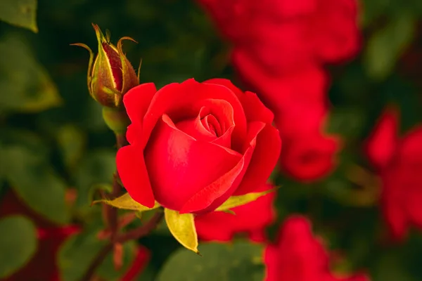 Rote Rose Zweig Garten Rose Auf Grünem Hintergrund — Stockfoto
