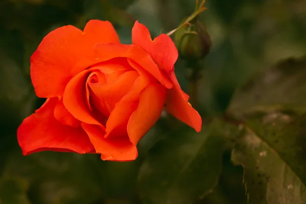 Red Rose Branch Garden Rose Green Background — Stock Photo, Image