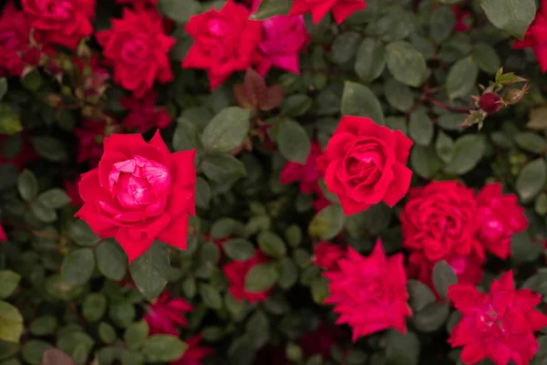 Rosa Roja Arbusto Jardín Fondo Rosas — Foto de Stock