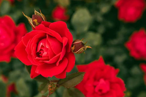 Rosa Roja Rama Jardín Rosa Sobre Fondo Verde — Foto de Stock