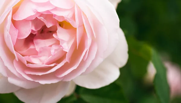 Rosa Rosa Rama Jardín Enfoque Selectivo Rosa Sobre Fondo Verde — Foto de Stock