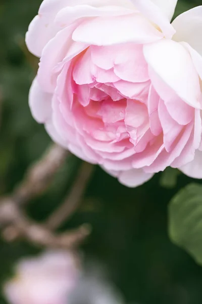 Rosa Rosa Rama Jardín Enfoque Selectivo Rose Sobre Fondo Verde — Foto de Stock