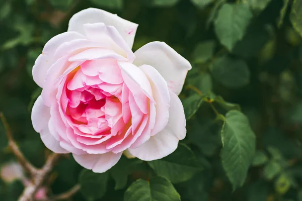 Rosa Rose Auf Dem Zweig Garten Selektiver Fokus Rose Auf — Stockfoto