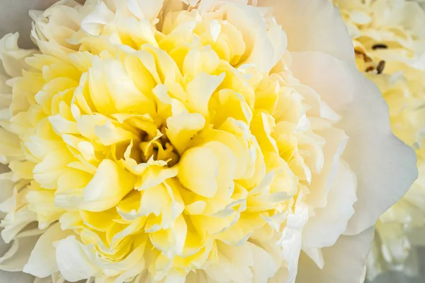 Weiße Pfingstrosen Blühen Großaufnahme Selektiver Fokus Hintergrund Florales Thema — Stockfoto