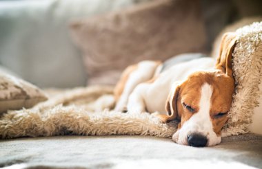 Beagle dog yorgun, rahat bir kanepede uyur komik bir pozisyonda. Köpek arkaplan teması