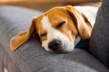Beagle dog yorgun, rahat bir kanepede uyur komik bir pozisyonda. Köpek arkaplan teması