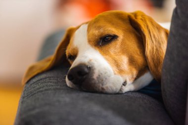 Beagle dog yorgun, rahat bir kanepede uyur komik bir pozisyonda. Köpek arkaplan teması