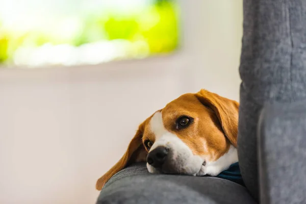 Beagle dog tired sleeps on a cozy sofa in funny position. Dog background theme