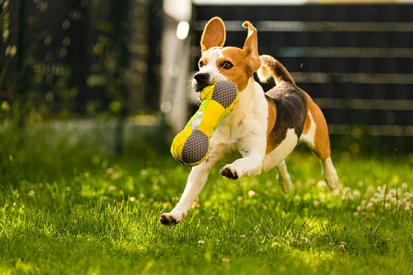 Tricolor Beagle Dog Fetching Riped Toy Running Camera Fast Happy — Stock Photo, Image