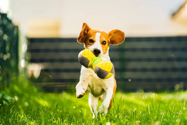 Tricolor Beagle Dog Fetching Riped Toy Running Camera Fast Happy — Stock Photo, Image