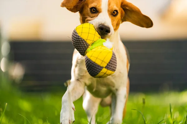 Tricolor Beagle Dog Fetching Riped Toy Running Camera Fast Happy — Stock Photo, Image