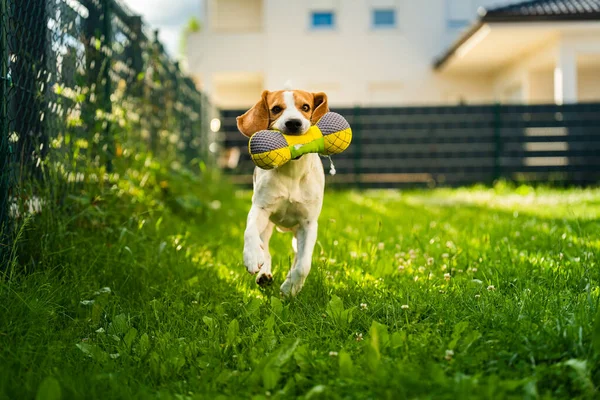 Tricolor Beagle Dog Fetching Riped Toy Running Camera Fast Happy — Stock Photo, Image