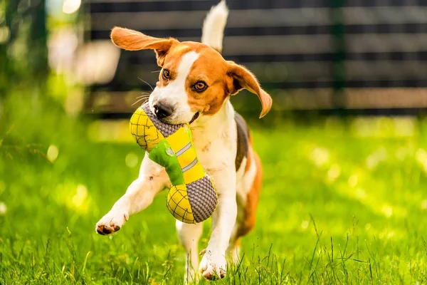 Dreifarbiger Beagle Hund Holt Ein Gerissenes Spielzeug Und Rennt Schnell — Stockfoto