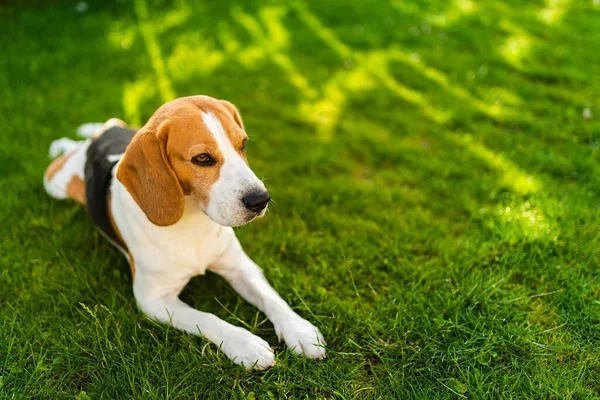Tricolor Beagle Feküdt Nyugodt Zöld Gras Árnyékban Meleg Nyári Délután — Stock Fotó