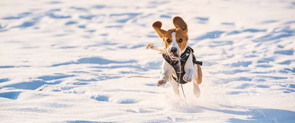 Driekleurige Beagle Hond Die Plezier Heeft Diepe Sneeuw Winter Gelukkige — Stockfoto