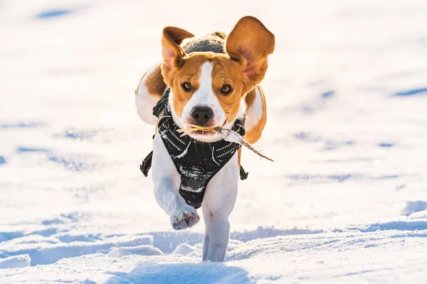 冬に深い雪の中で楽しんでいるトリコロールビーグル犬の猟犬 自然の中で幸せな犬はカメラに向かって走ります — ストック写真