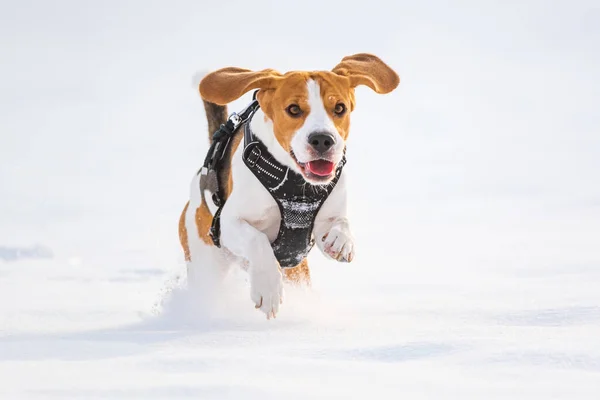 冬に深い雪の中で楽しんでいるトリコロールビーグル犬の猟犬 自然の中で幸せな犬はカメラに向かって走ります — ストック写真